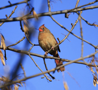 Northern Cardinal