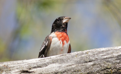 Rose breasted Grosbeak