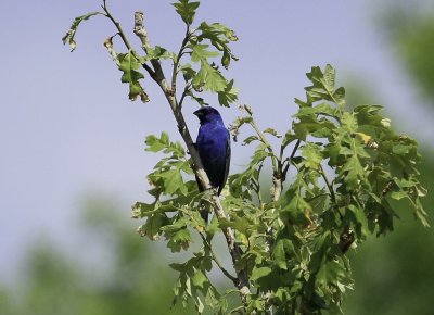 Indigo Bunting