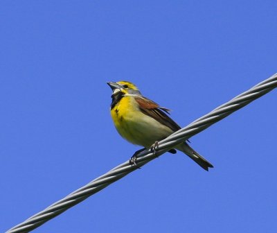 Dickcissel