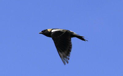 _MG_3630.jpg