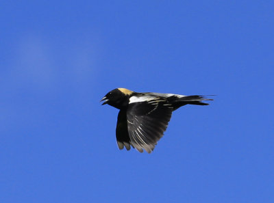_MG_3659.jpg