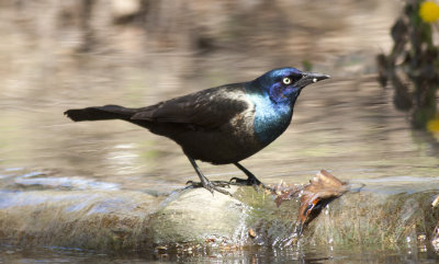 Common Grackle