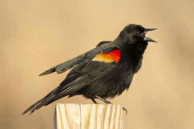 Red winged Blackbird