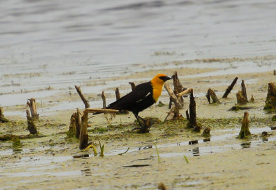Yellow headed Blackbird