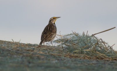 Eastern Meadowlark