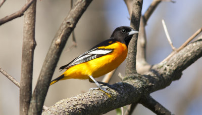 Baltimore Oriole (2).jpg