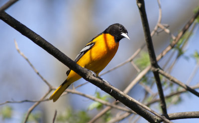 Baltimore Oriole