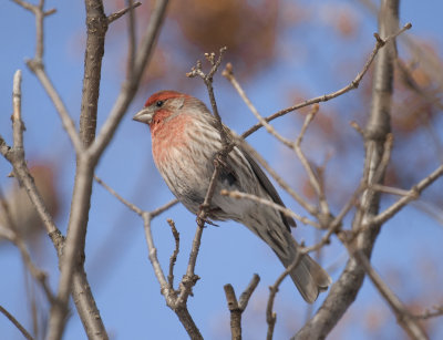 House Finch