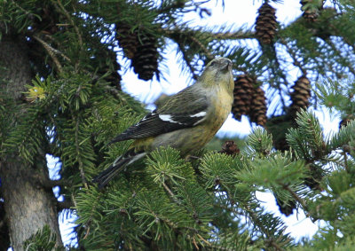 White winged Crossbill