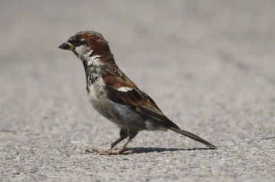 House Sparrow