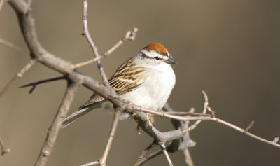 Chipping Sparrow