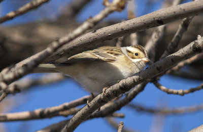 Clay colored Sparrow.jpg