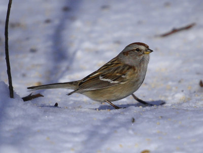 American Tree Sparrow