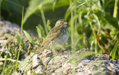 Vesper Sparrow