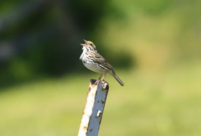 Savannah Sparrow