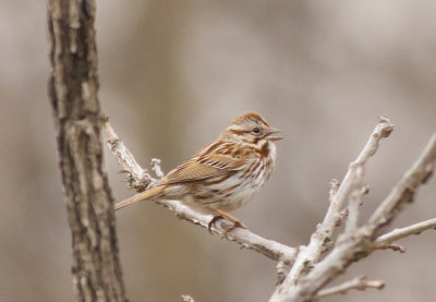 Song Sparrow