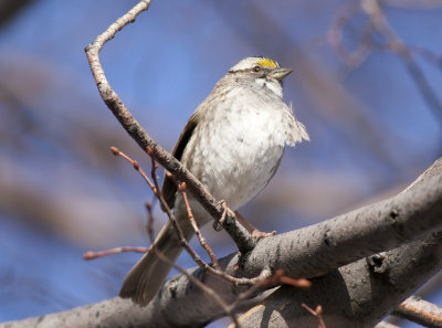 White throated Sparrow