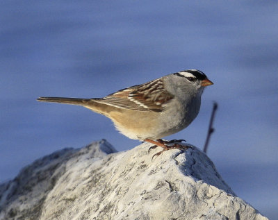 White crowned Sparrow