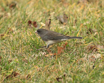 Dark eyed Junco