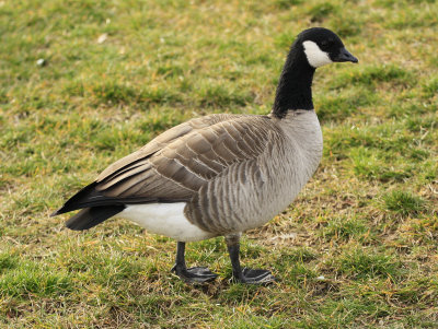 Cackling Goose