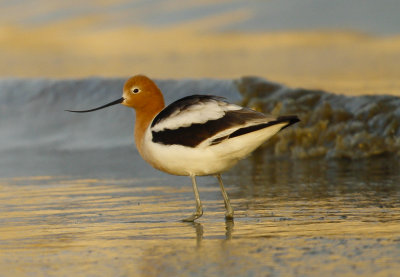 American Avocet
