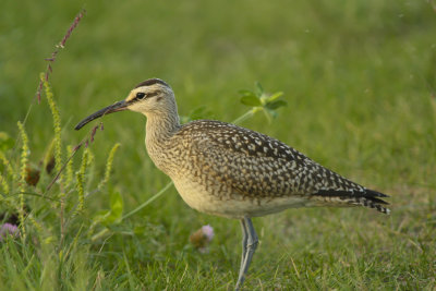 Whimbrel.jpg