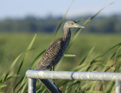 Yellow crowned night Heron