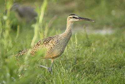 Whimbrel (4).jpg