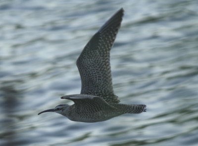 Whimbrel