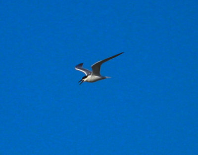 Roseate Tern