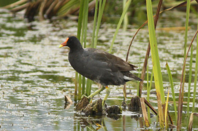 Common Moorhen