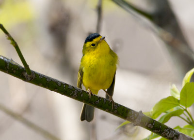 Wilson's Warbler