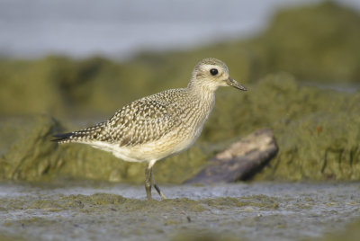 Black bellied Plover