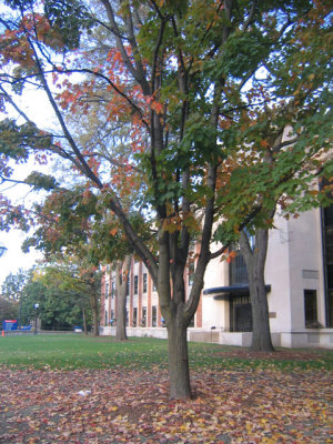 Leaves changing color!