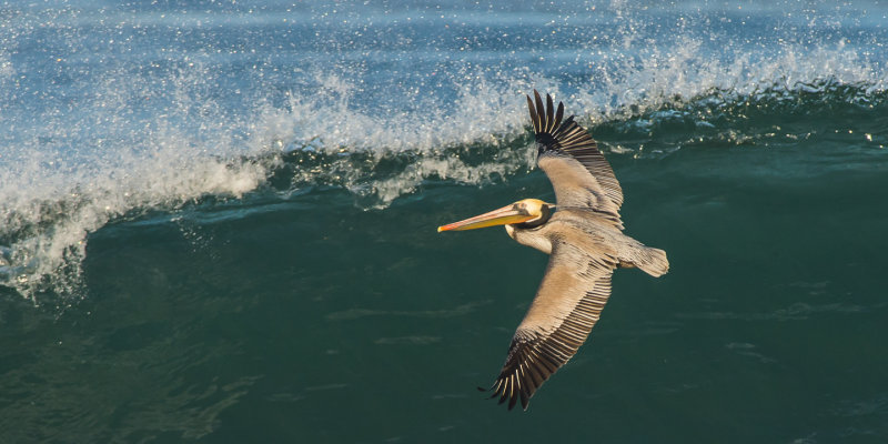Pelican 384