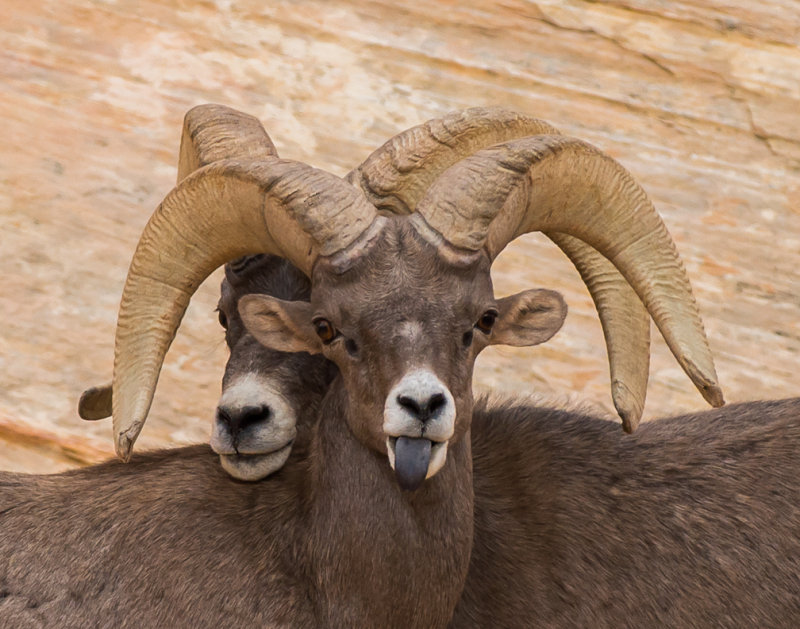 Big Horned Sheep at Valley of Fire