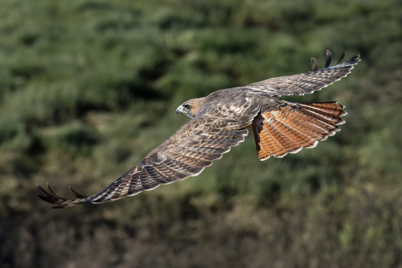 Red-tailed Hawk