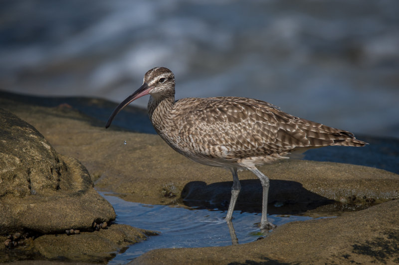 Whimbrel 469 