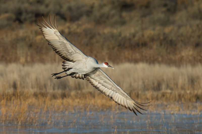 Sandhill Cranes at Bosque Del Apache