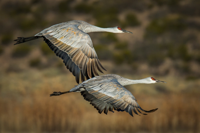 Groups of Two Sandhill Cranes at Bosque Del Apache