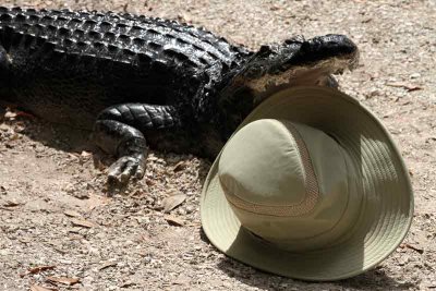 Gator Got My Hat!