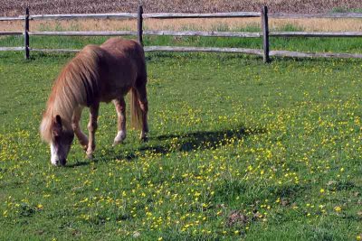 Buttercup Grazing 1