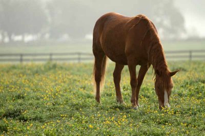 Misty Morning Marsh Creek Horses (154)
