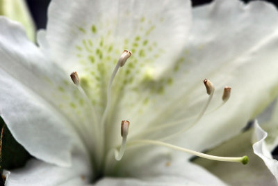 White Azalea in Bloom