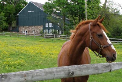 Indian Deep Farm Pasture Horse