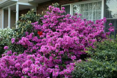 Our Azaleas (226)