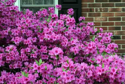 Our Azaleas (227)