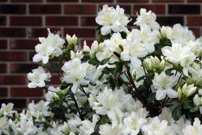 Our Azaleas (233)