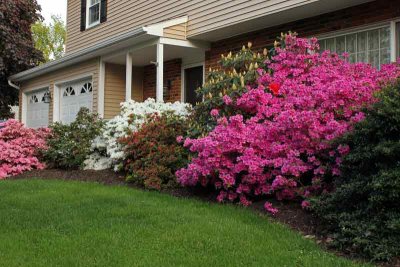 Our Azaleas (258)